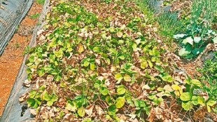 Fruits and vegetables damage