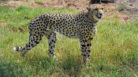 cheetah migrated to Gandhi sagar wildlife