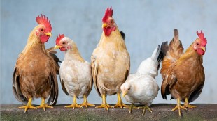 bird flu latest news loksatta