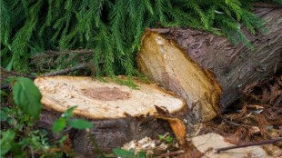 mula river tree cut loksatta