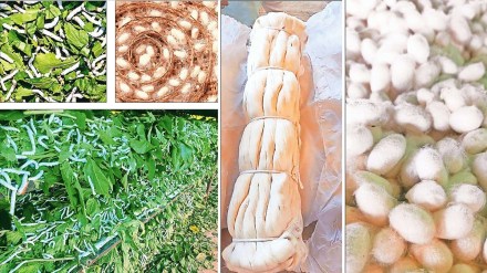 silk farming loksatta article