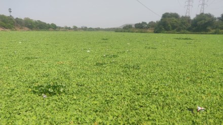 ulhas and waldhuni river cleaning