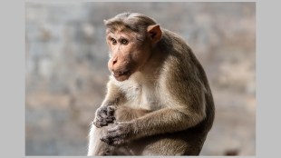 palghar mokhada monkey bite
