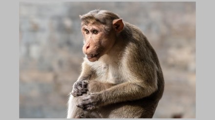 palghar mokhada monkey bite