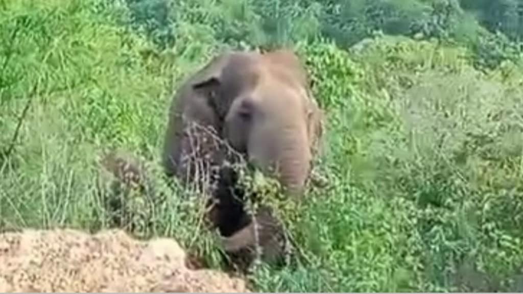 dodamarg taluka elephants