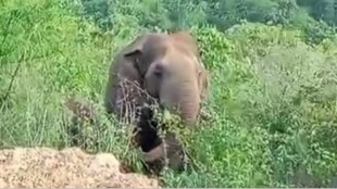 dodamarg taluka elephants
