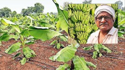 लोकशिवार : केळी उत्पादनातील सेंद्रिय खताची मात्रा