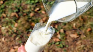 milk adulteration Pandharpur