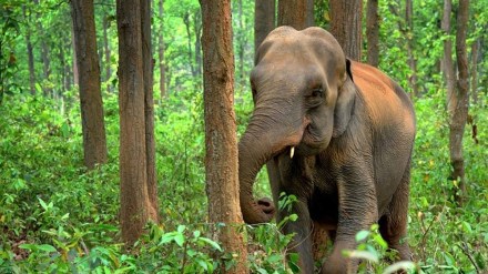 farmer elephant attack sawantwadi
