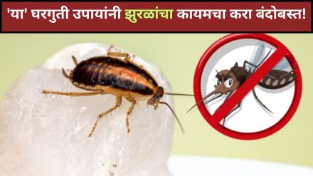 Remedies to get rid of cockroaches