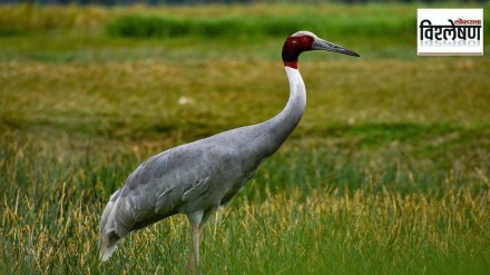 Crane , Maharashtra , Madhya Pradesh,