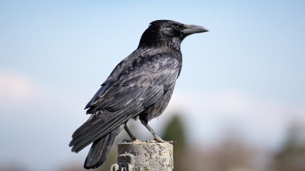 Crows , Theology , Bird Flu,