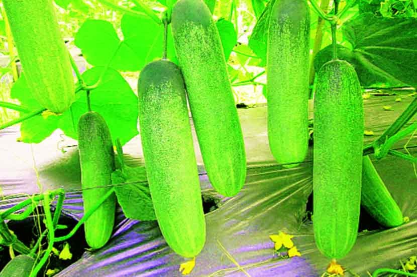 how to identify bitter cucumbers