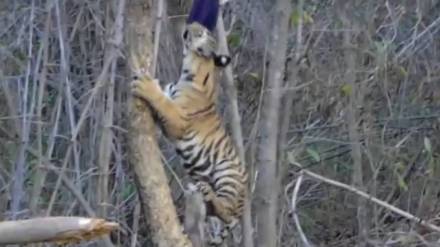 Tadoba Andhari Tiger Reserve buffer zone video recorded Tiger