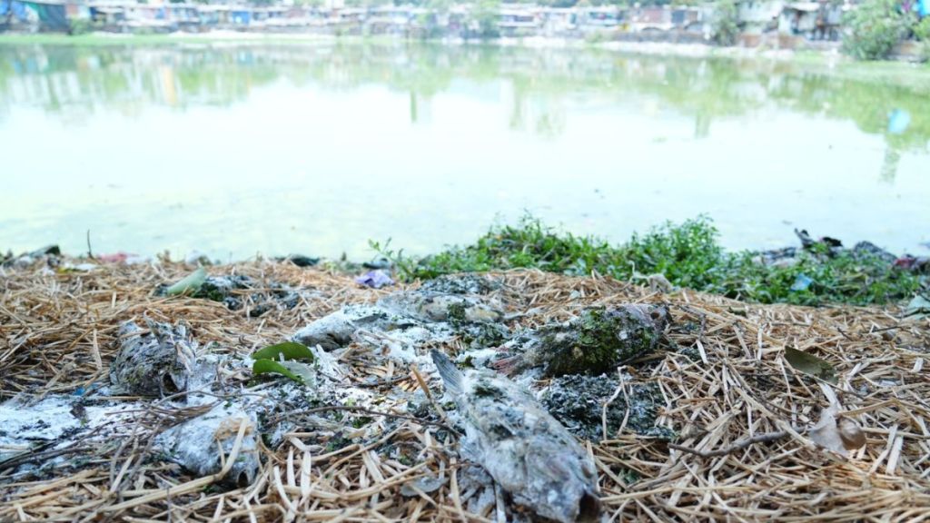 Fish in ponds die due to negligence of municipal corporation alleges Thackeray Sena