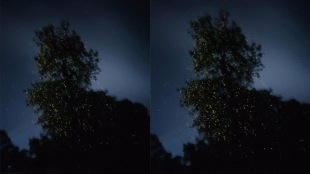 Ganesh Borhade has complained about the decreased number of fireflies in Kalsubai and approached the National Green Tribunal