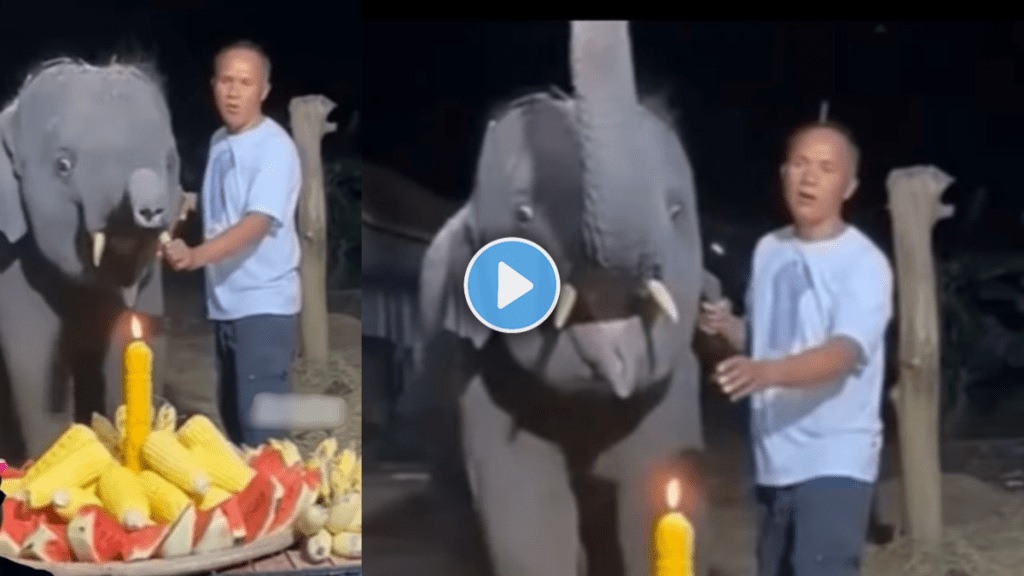 Baby Elephant Celebrating Its Birthday With Fruity Cake