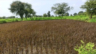 Farmers are upset over land acquisition saying How should fertile, food-producing farmland be given to projects gadchiroli