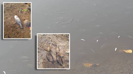 fish die-off Dombivli