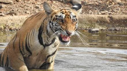 five villages Inclusion in the Bor Tiger Project, rehabilitation will take place soon