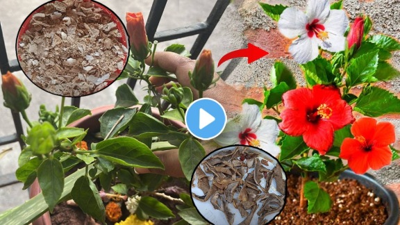 Jaswand fertilizer homemade jaswandi khat at home hibiscus flower fertilizer potato peels marathi gardening hacks