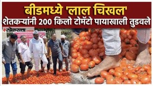 Farmers protest in Beed 200 kg of tomatoes trampled underfoot
