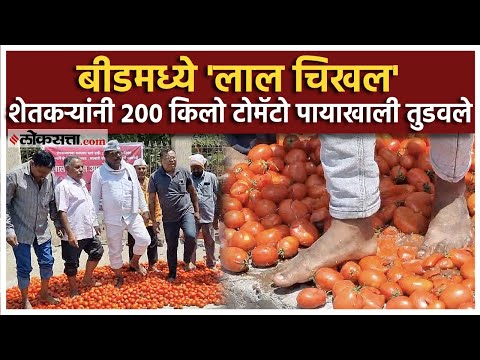 Farmers protest in Beed 200 kg of tomatoes trampled underfoot