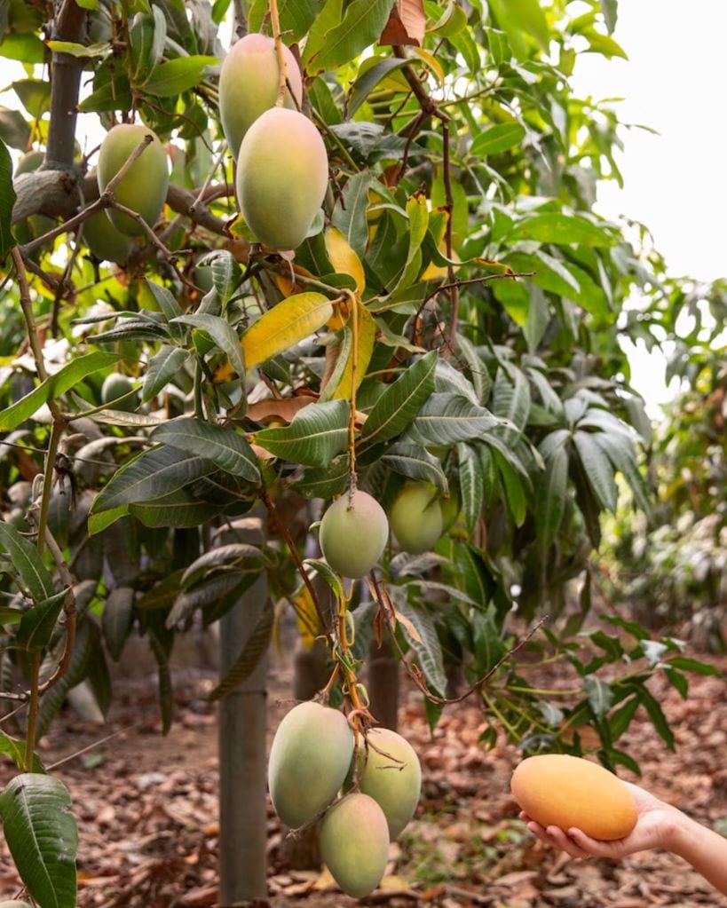how to grow mangoes