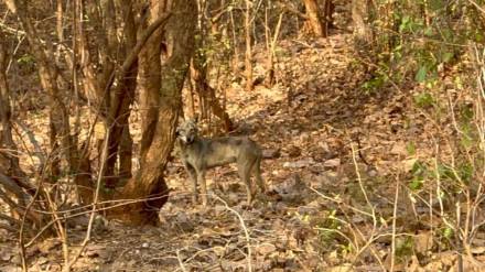 Indian Gray Wolf spotted in Bhandara Forest area