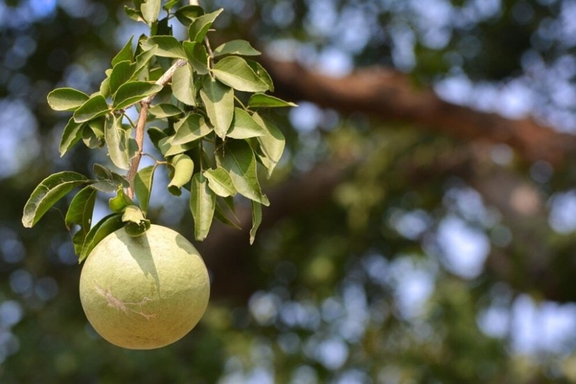 benefits of Bael juice in summer