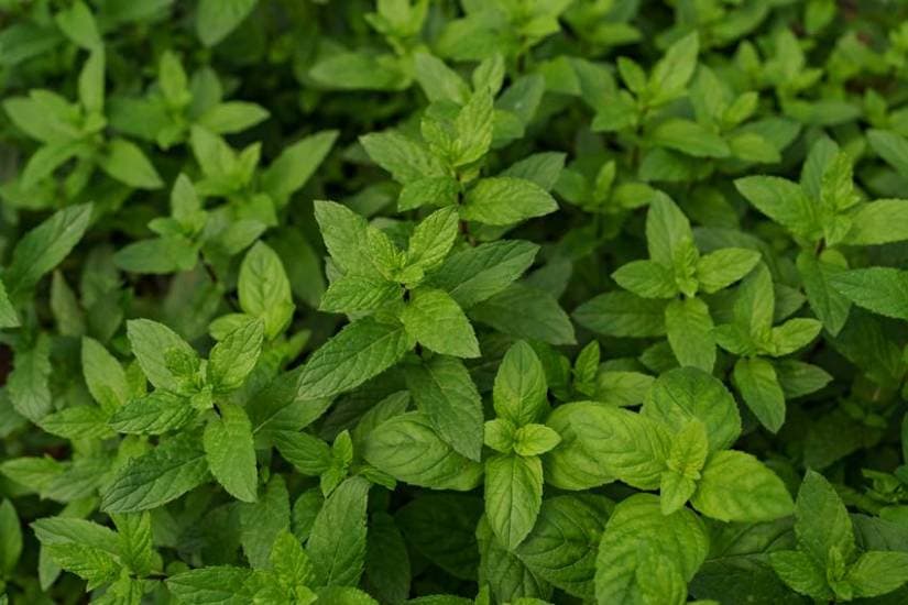 Ayurvedic tips for bad breath