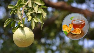 Herbal drinks for summer season