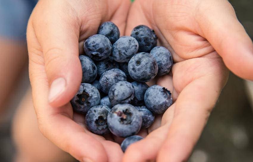 Foods to Improve Memory