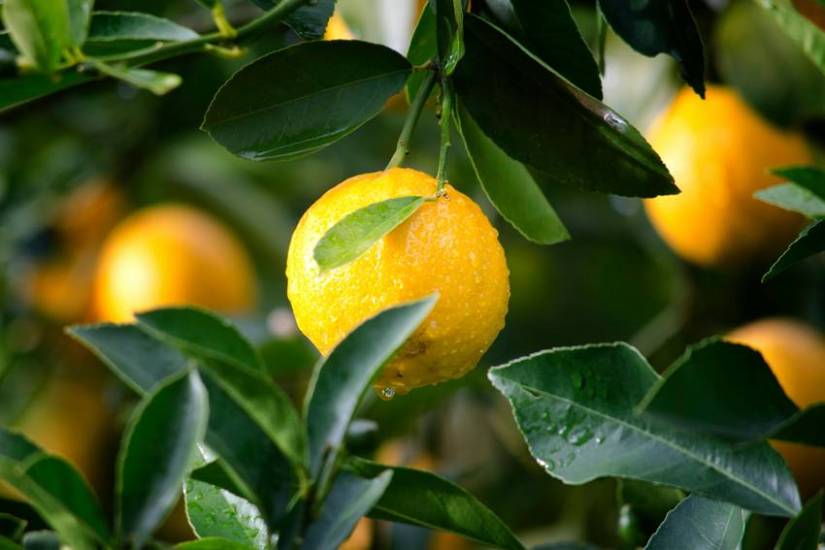 Lemon Price in Pakistan