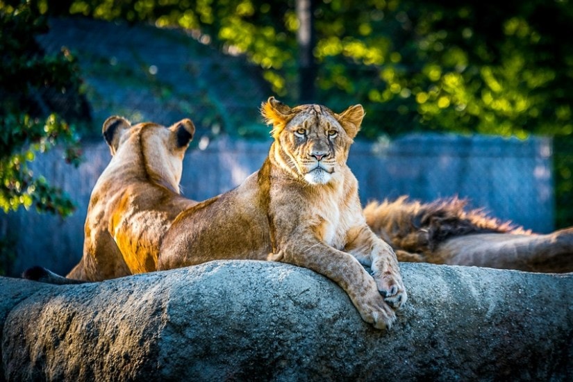 India Zoo