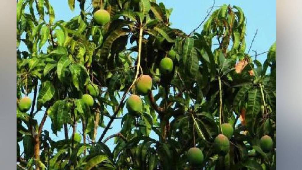 karnatak mango