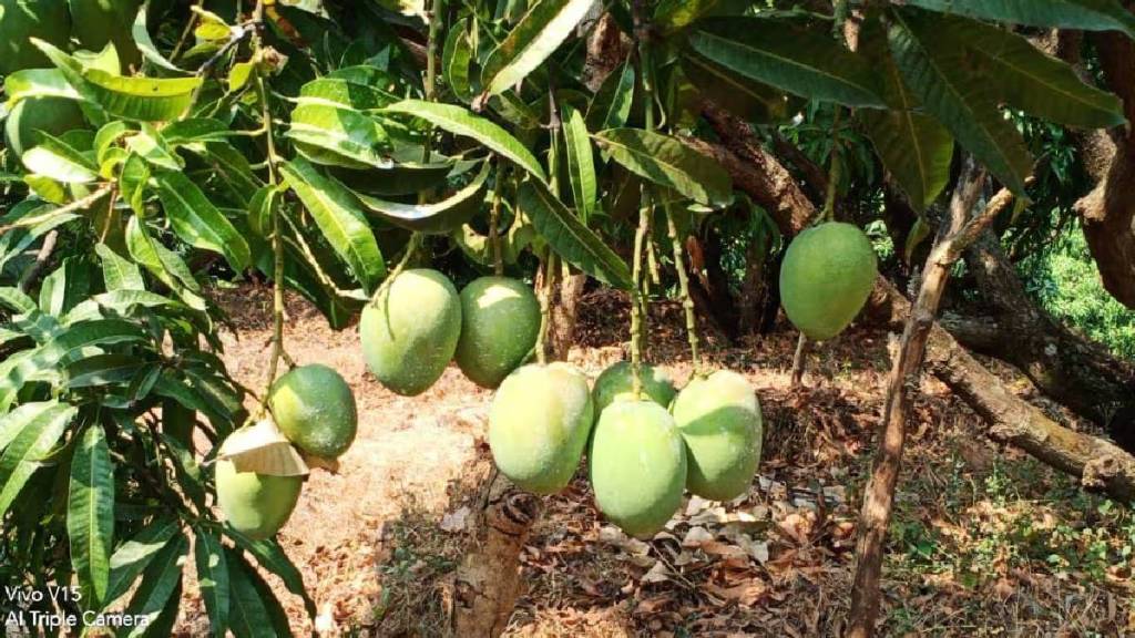 Market arrivals will decrease due to decrease in production of Hapus mango Mumbai print news