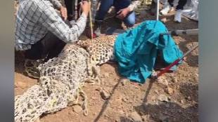 Leopard stuck on Samruddhi Highway