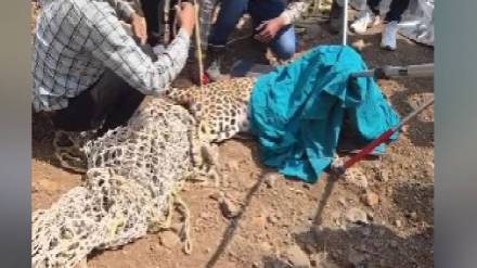 Leopard stuck on Samruddhi Highway