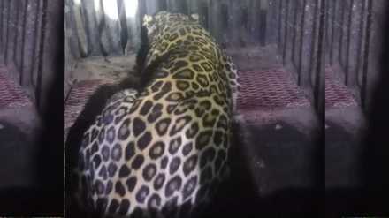 leopard poaching case news in marathi