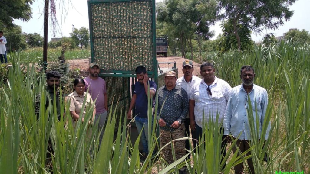 Leopards again in Manmad panic among locals people Leopards again in Manmad panic among locals people