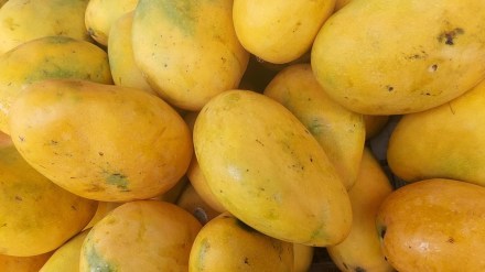 mangoes , Akshaya Tritiya, market, shortage ,