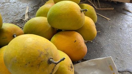 hapus influx from konkan for akshaya tritiya lowers prices in Pune mumbai markets