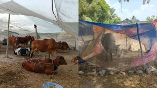 Pollution in Godavari riverbed has increased number of mosquitoes Cattle also need protection with mosquito nets