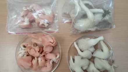 Rashtrasant Tukadoji Maharaj University news in marathi