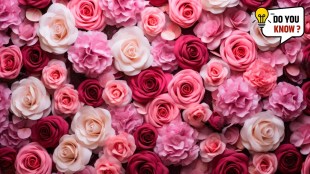 oldest expensive rose in the world