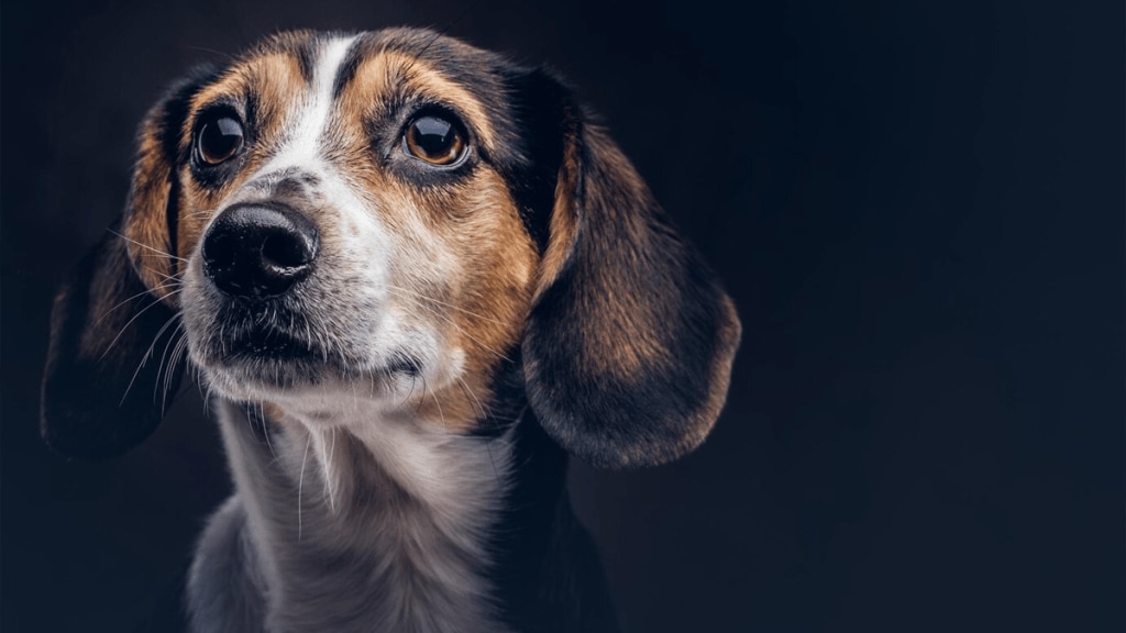 government paid cremation ground dead pets