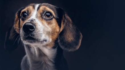 government paid cremation ground dead pets