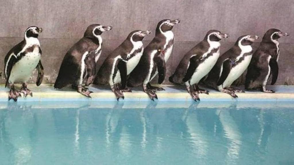 Mumbai spent twenty five crore on penguin care in five years says RTI