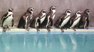 Mumbai spent twenty five crore on penguin care in five years says RTI